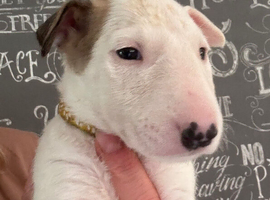 Beautiful Bullterrier pups