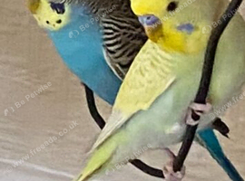 Your budgies for sale