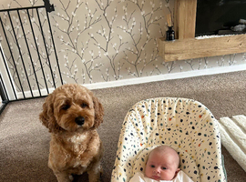 Cavapoo female