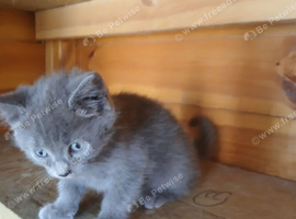 Kittens ready now