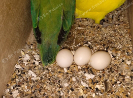 Love bird