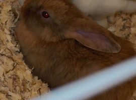 Baby rabbit