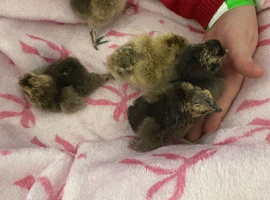 3x 3day old unsexed chicks