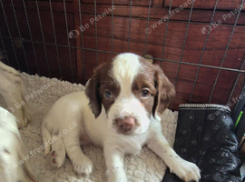 2 Springer Spaniel Pups for Sale, Aberdeenshire