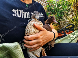 Beautiful chocolate call duck hen, magpie drake