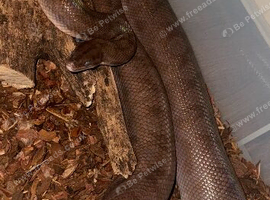 Colombian rainbow boa