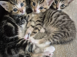 Kittens