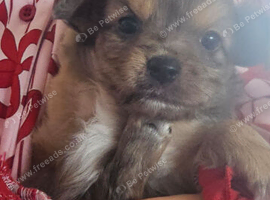 Pomeranian x chihuahua