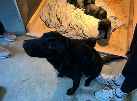 KC registered full pedigree labrador puppies
