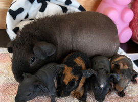 Skinny and Funky haired guinea pigs now available to reserve