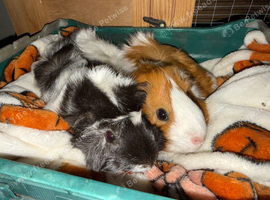 Guinea pigs