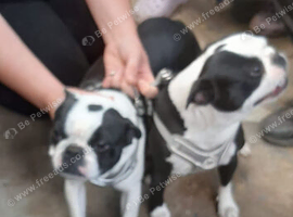 Boston terrier girls