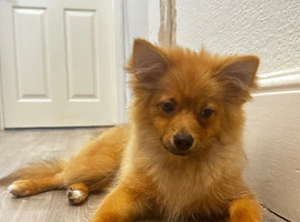 Fox Face Pomeranian dog