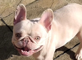 French bull dog girl
