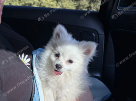 Miniature Pomeranian puppy