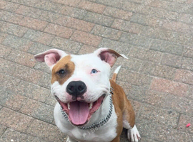 Amstaff American Staffordshire terrier