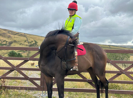Kindest Natured 16.1/2 TB 4 Year Old Bay Filly