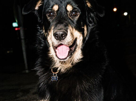 Shepherd cross Doberman for Stud