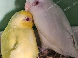 Beautiful pair parrolets