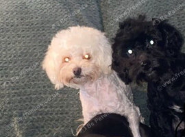 Male maltipoo for stud black and white