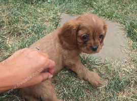 Beautiful pups