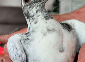Pigeon young grizzle