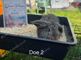 Stunning French Lop Litter