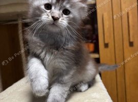 Stunning tica registered girl