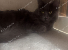 Female Maine coon