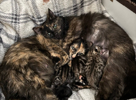 6 kittens available