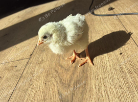Bantam mix chicks for sale