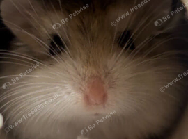 Little roborovski hamster