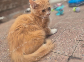 Maine coon kitten