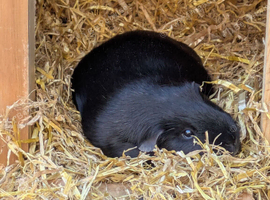 Male guinea pig