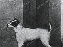 JACK , Jack Russell