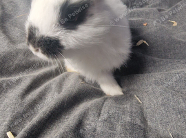 Rabbits for sale