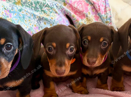 Beautiful Miniature Dachshund Puppies