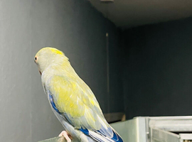 Blue Ringneck talking parrot