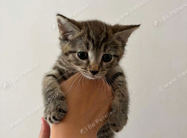 1 male tabby left