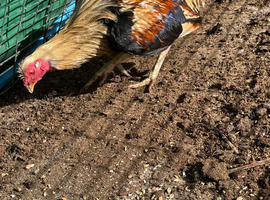 Aseel x shamo cockerel