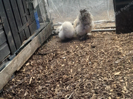 Silkie chickens