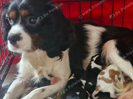 Cavalier puppies