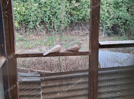 BARBARY DOVES   YOUNG VARIOUS COLOURS