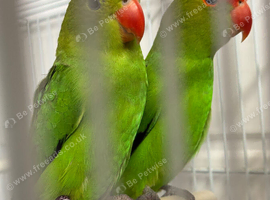 Pair of Abyssinian lovebirds