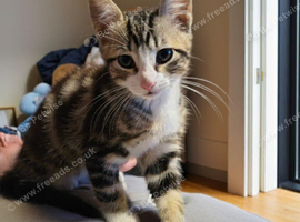 kittens looking for a forever loving home