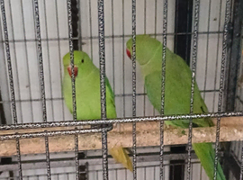 1 green  Indian ringneck 11 months old