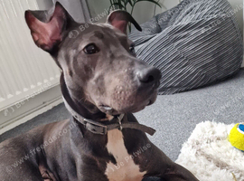 Beautiful 12 month old lurcher ready for new home