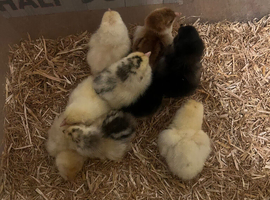 Day old Pekin chicks