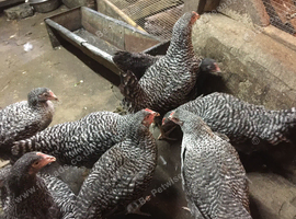 POL Speckeldy Chickens available