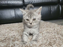 British shorthair